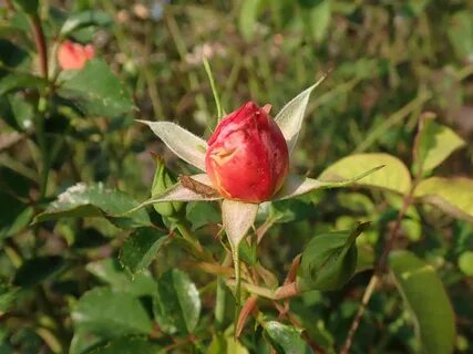 Роза сорт кубана (76 фото)