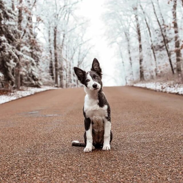 Platinum Border Collies.