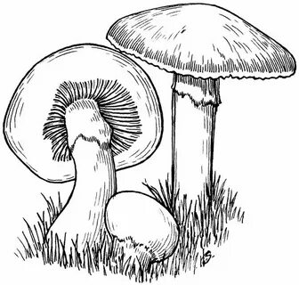 Realistic Mushroom Coloring Pages - Search Crafts