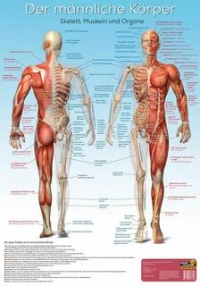 Pin auf Menschlicher Körper - Anatomie - Körpertafeln und Le