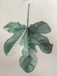 #watercolor #fig #leaf Fig drawing, Leaf drawing, Flower dra