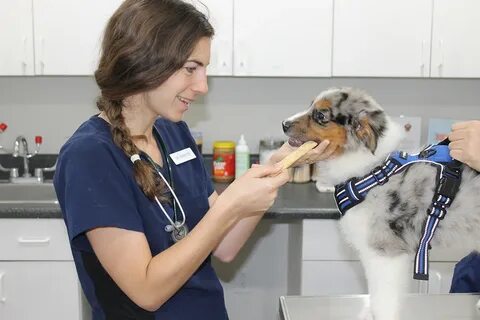 Estero Animal Hospital Vets - Animal & Pets