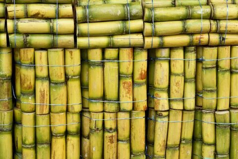 sugarcane A blog by Sunset Sugarcane juice, Sugar cane, Suga