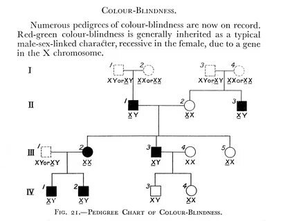 Gallery of red green color blindness pedigree chart linkage 