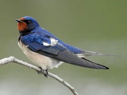 Photos and Videos for Barn Swallow, All About Birds, Cornell
