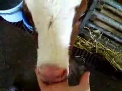 Calf Sucking Fingers - YouTube