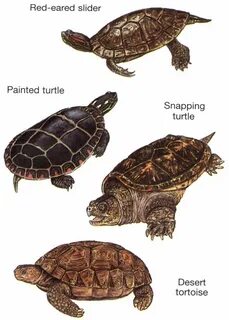 Welcome to Dover Publications Turtle, Cute reptiles, Desert 
