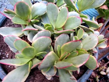 Crassula Platyphylla Variegata Gardening & Plants Floral & G