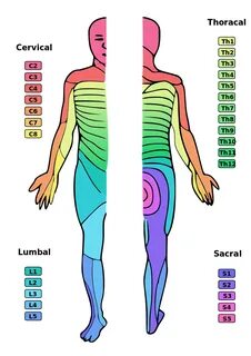 Dermatome - Wikipédia