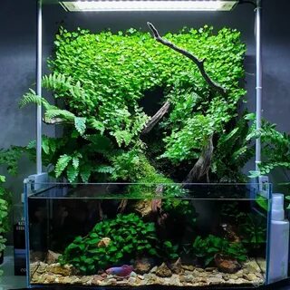 9 Jenis Vivarium Untuk Rumah Anda! (Daftar + Gambar + Defini