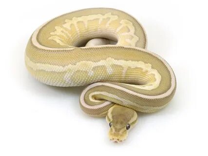 Banana Pastel Ball Python Ghost 10 Images - Desert Ghost Mor