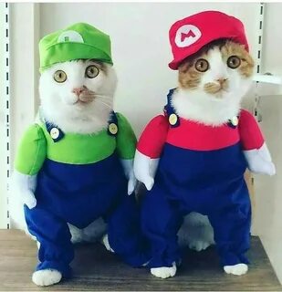 Halloween bros Pet costumes, Cute cat costumes, Kittens in c