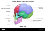 Page 4 - Spine skull High Resolution Stock Photography and I