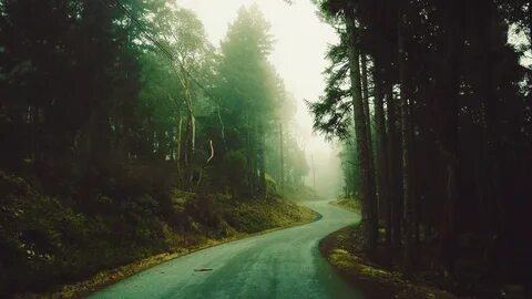 Road to the frightening forest. Download wallpaper amazing l