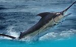 Bahamas Deep Sea Fishing Charters - Hunter Charters