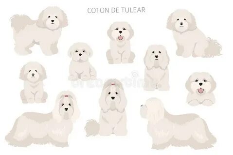 Coton de Tulear stock illustration. Illustration of fluffy -