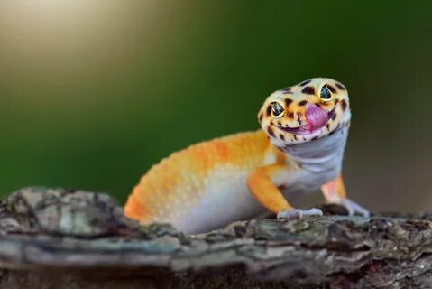 Baby Gecko Wallpapers - Wallpaper Cave