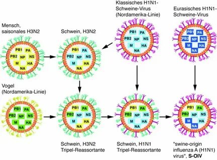 А h3n2 что за грипп: симптомы, лечение у детей и взрослых