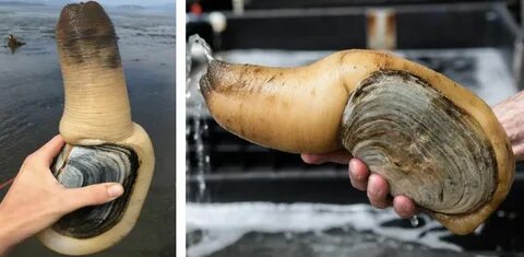 /pacific+geoduck+squirt