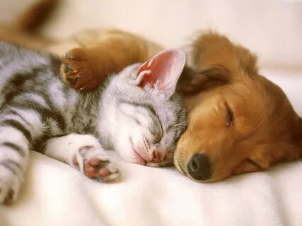 Cute cat and dog sleep embrace