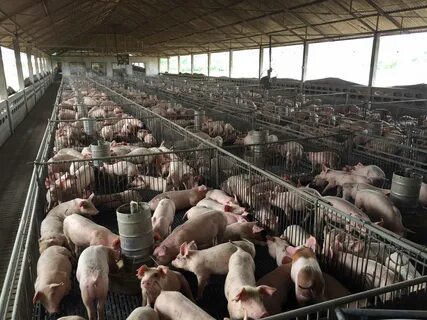 US Hog Farmers Face Euthanizing Millions of Pigs As Meat Pla