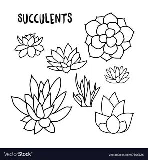 Graphic set of succulents isolated on white Vector Image