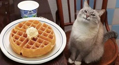 Waffle cat Memes - Imgflip