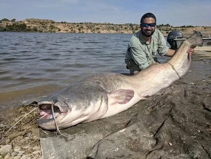 123 lb Wels Catfish - Picture of Pro Predator Fishing Advent