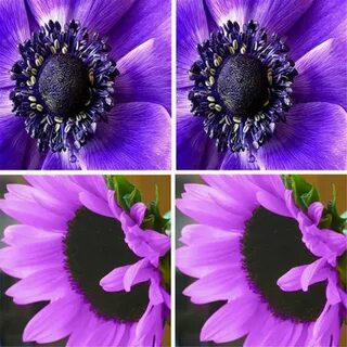 100Pcs/Bag Rare Purple Sunflower Seeds Flower Home Garden Or