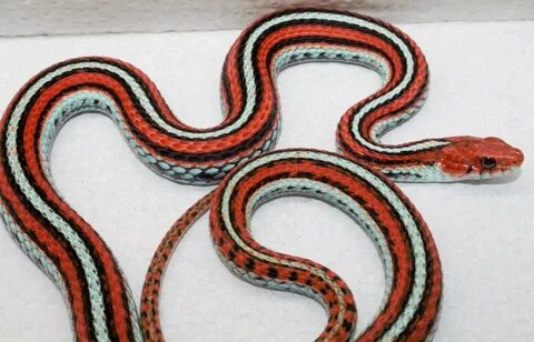 I’ve been getting a lot of requests... - Don's Garter Snakes Facebook