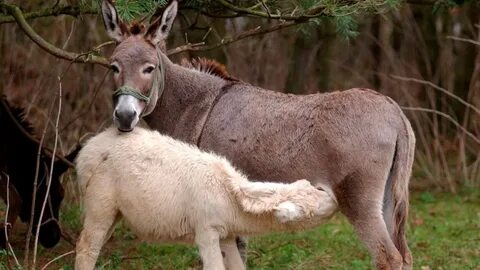 Donkey Satire In Azerbaijan