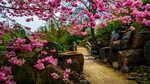 Скачать обои цветы, камни, дерево, сакура, мостик, Японский 