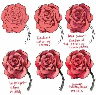 roses and peonies Roses drawing, Flower drawing tutorials, D