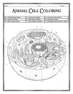 Biologycorner.com Animal Cell Coloring Key : cell coloring c