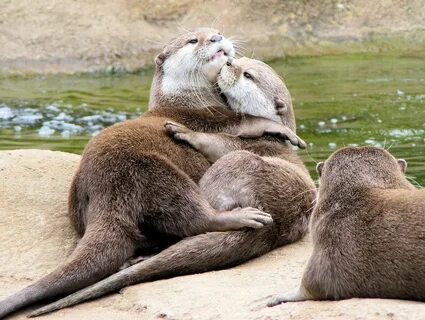 snuggles Cute animals, Otters, Otter love