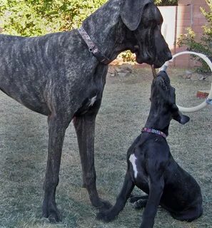 Image detail for -Jada the Great Dane Pictures 10837 Animals