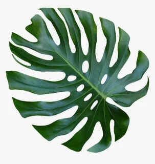 Monstera Leaf Png , Png Download - Monstera Deliciosa, Trans