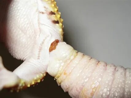 Leopard Gecko Sperm Plug - Ball-Pythons.net Gallery