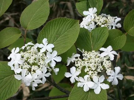 Viburnum furcatum - Wikipedia Republished // WIKI 2