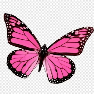 Mariposas, розовая и черная бабочка, png PNGEgg