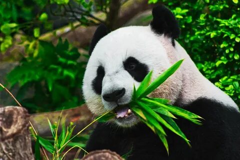 Fun Panda Facts For Kids