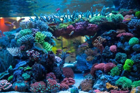 DeJong Marinelife @ Interzoo 2016 Saltwater aquarium tanks, 