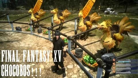 Final Fantasy XV - Part 5 - Chocobos!!! - YouTube