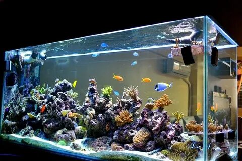 Photo #2 - 3d Akil's Reef Tank (you Can See It On Youtu.