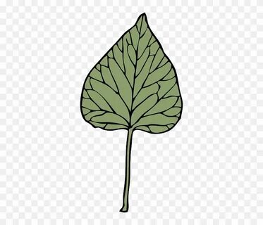 Leaf, Tree, Plant, Ivy, Drug, Herb - Clip Art - Free Transpa