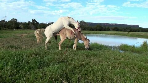 Strong farm II, Old mule sparring stallion, Natural mating, 