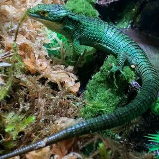 Abronia Graminea, Captive bred Abronia Graminea for sale