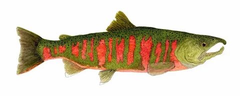 Masu (Cherry) Salmon of Japan. Watercolor by Thom Glace