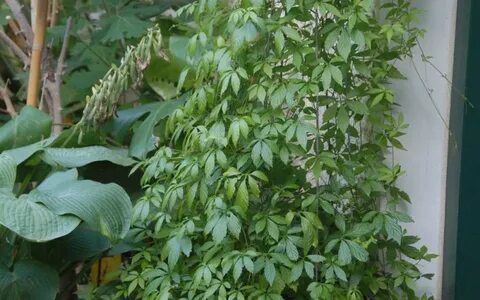 Gynostemma pentaphyllum - Jiaogulan, Kraut der Unsterblichke