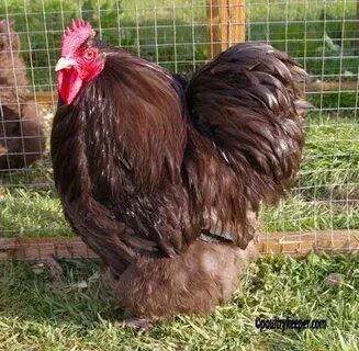 Orpington Chickens Chicken Breeds Chicken breeds, Fancy chic